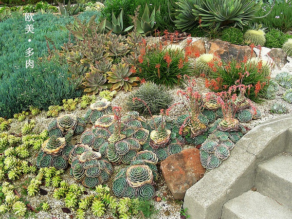 多肉张狂起来,狂野型多肉