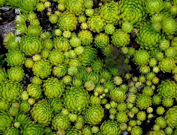 多肉张狂起来,狂野型多肉