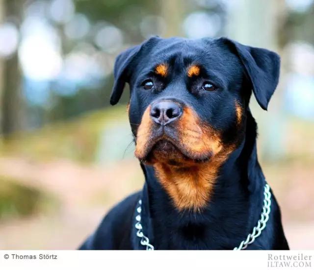 德国犬种罗威纳犬图片,动物世界家禽篇