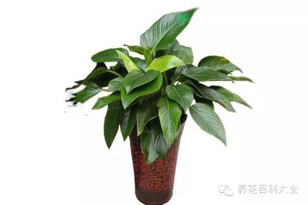 金钻四季浇水,四季开花大叶红金钻