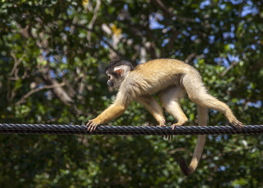 日本喜欢泡温泉的动物,日本爱泡温泉的狗子
