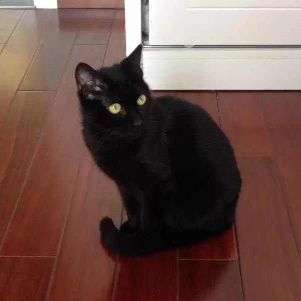 2022上海宠物领养中心官网,上海宠物领养日申请领养概率