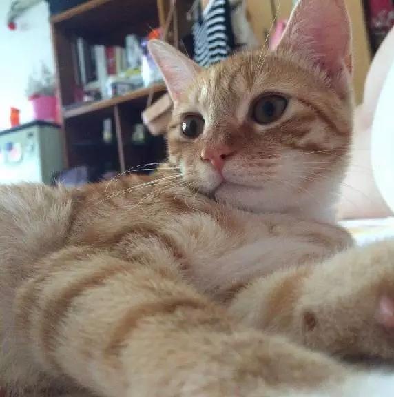 2022上海宠物领养中心官网,上海宠物领养日申请领养概率