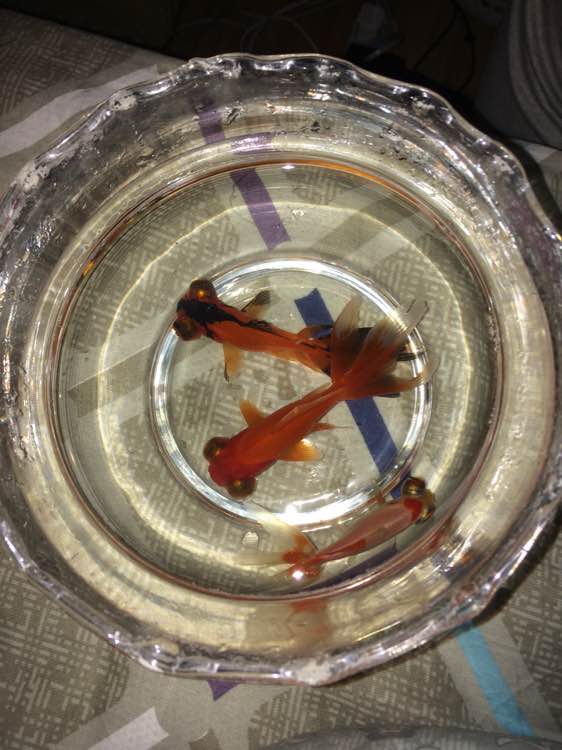 垃圾桶旁边的小猫，我走进了冲着我叫却叫不出声音，只能嘴巴动！