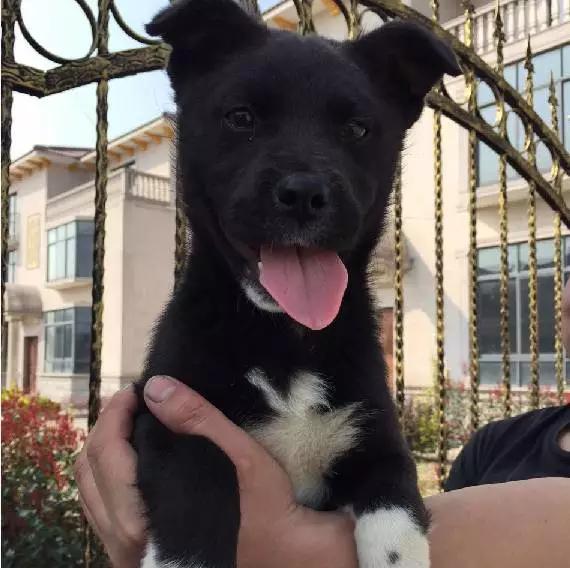 「3月上海领养」给流浪的它们一个温暖的家！