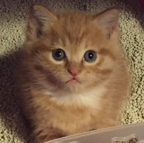 「3月上海领养」给流浪的它们一个温暖的家！