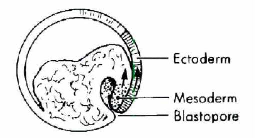 饶毅华大基因,饶毅和饶兵
