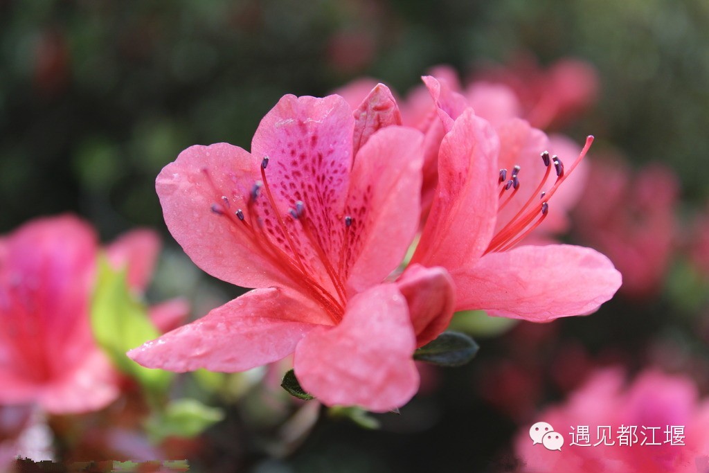 都江堰美景快乐之旅,都江堰特色旅游线路推荐