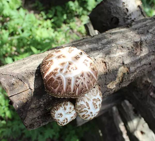 循香识味赏景尝鲜|看,鄂西北的山珍催促着我们追寻食物的脚步