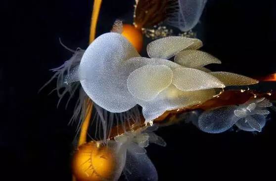 海兔教程,海兔生物图鉴