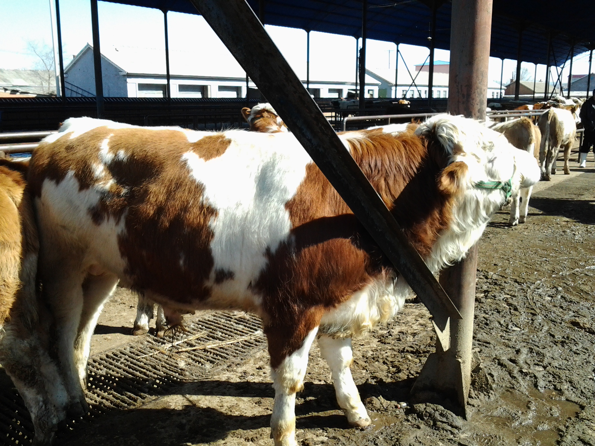 肉牛饲养疾病防治及饲养技术（11-20）