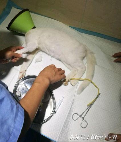 小猫离奇死亡离奇消失,猫咪在家里突然失踪新闻
