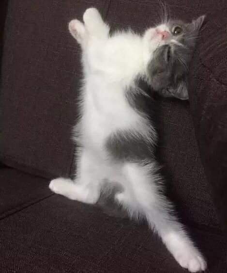 深圳新瑞鹏宠物医院,深圳叮当宠物医院罗湖分院