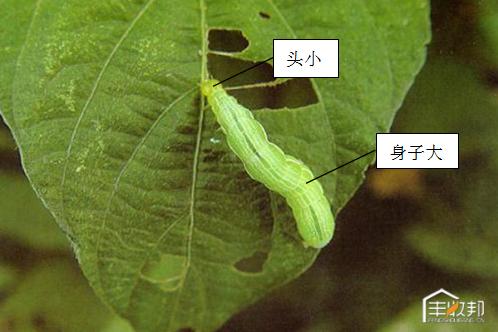 种植白菜心怎么管理,防治白菜萝卜病虫害哪个药好