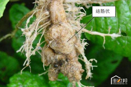 种植白菜心怎么管理,防治白菜萝卜病虫害哪个药好