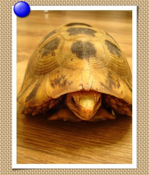 好养又皮实的陆龟,皮实好养的陆龟