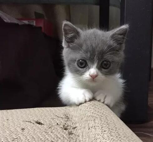 深圳新瑞鹏宠物医院,深圳叮当宠物医院罗湖分院