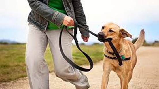 遛狗的狗绳怎么给狗狗套上,外出遛狗怎样才能让狗跟着主人走