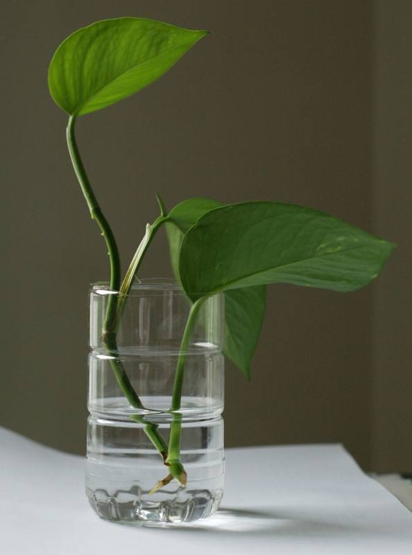 过期药片可以直接放花盆里吗,过期药片养花是肥还是除虫