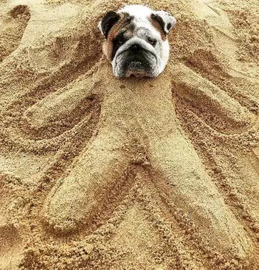 英牛怎么分辨品质,英牛是怎么培育出来的