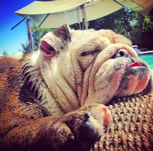 英牛怎么分辨品质,英牛是怎么培育出来的