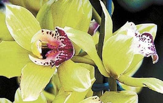 我国名贵的花有哪些品种,中国最名贵的花排名第一