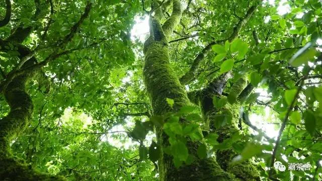 喝普洱茶感觉饿得心慌,普洱茶喝了肚子老饿