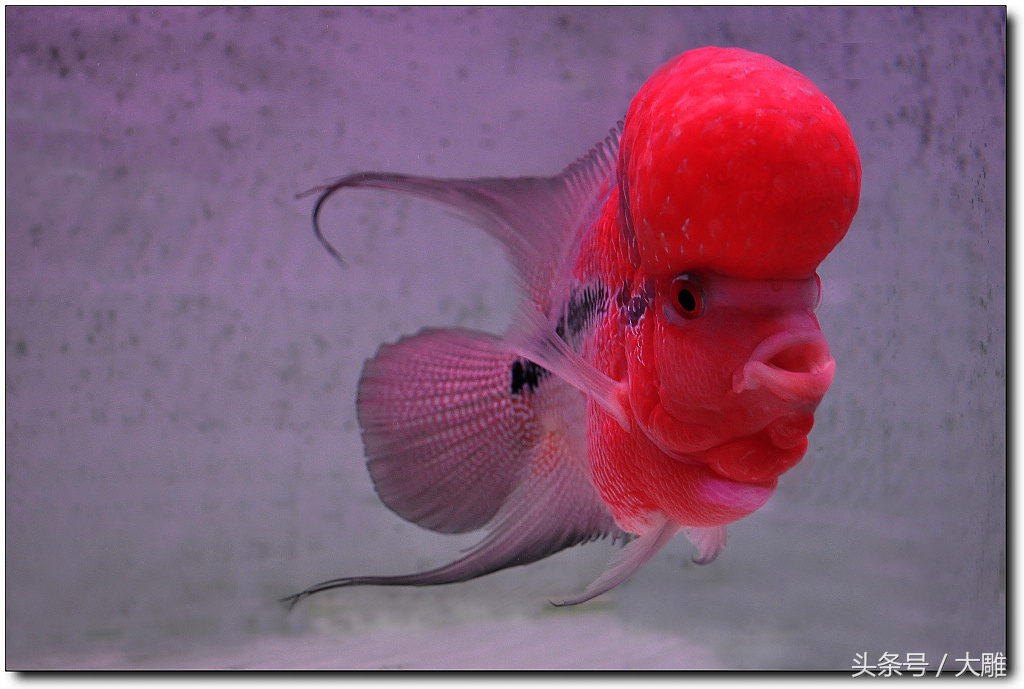 养鱼笔记新手入门教程,养鱼老道罗汉鱼饲养技巧