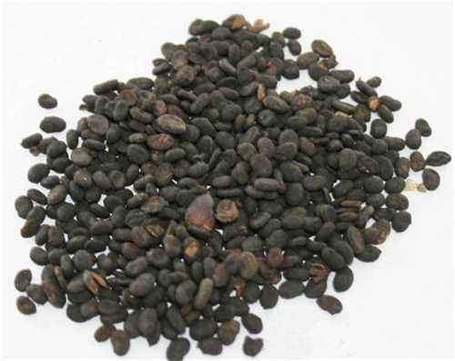 补骨脂与破骨脂有何区别,补骨脂功效与作用及食用方法