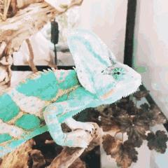 吃发芽的土豆中毒心脏会疼吗,吃发芽的土豆或红薯会不会中毒