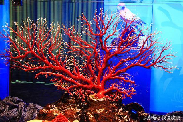 珊瑚珠子50万左右,红珊瑚一百多万的