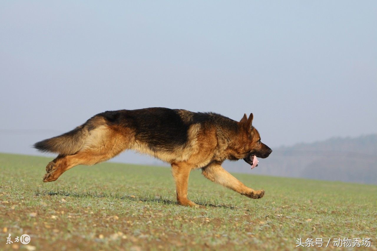 哮天犬是哪个品种的狗,天狗食月哮天犬是什么品种