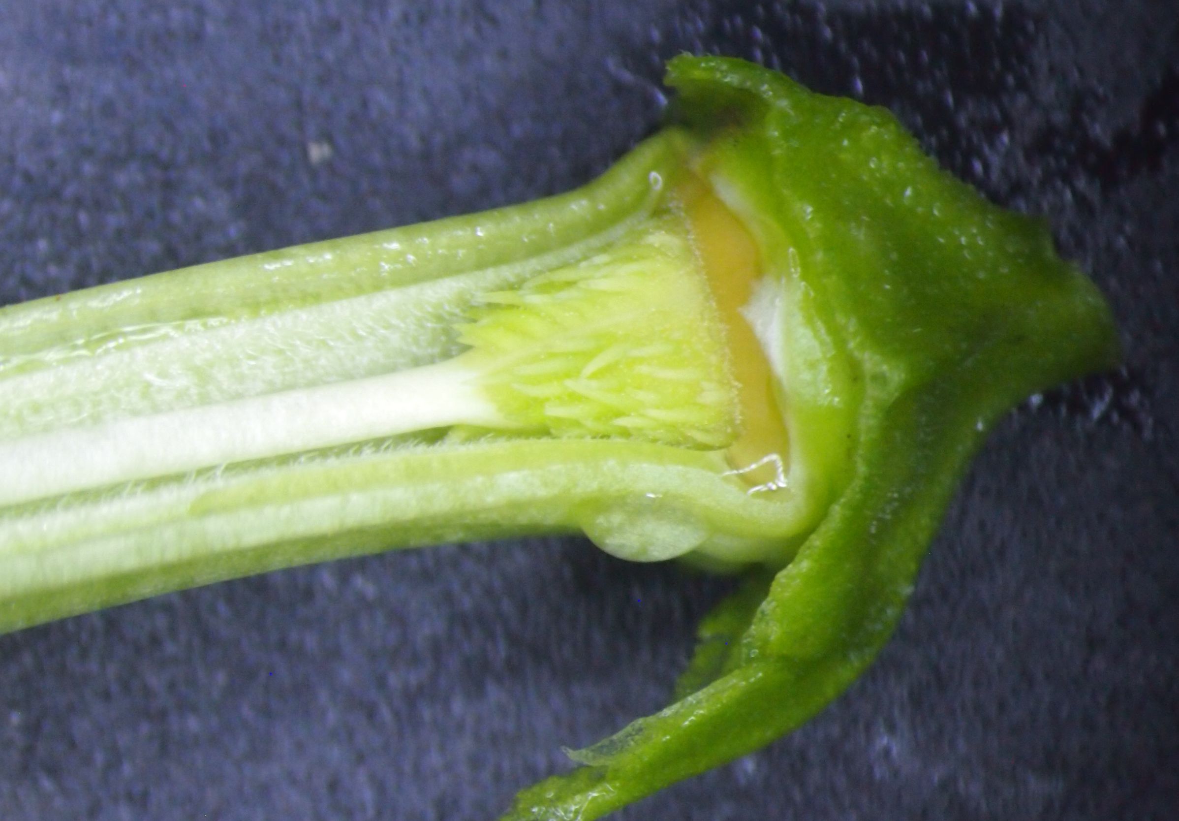 曼陀罗和白喇叭花,大花曼陀罗喇叭视频