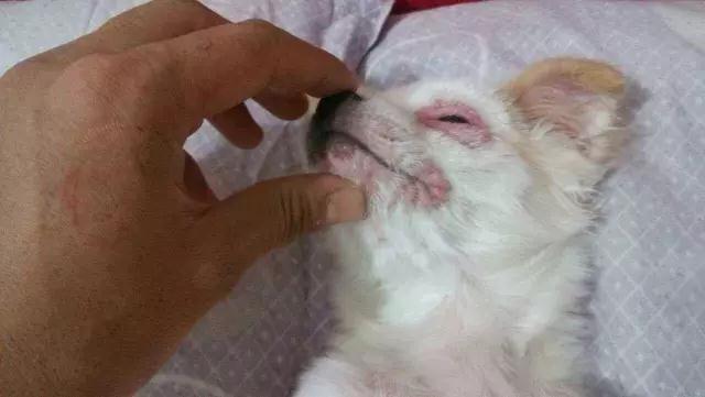 狗狗眼睛突然红肿睁不开眼怎么办,狗狗洗澡后眼睛红肿睁不开