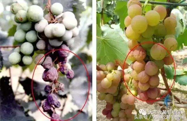 葡萄穗尖干枯怎么治,葡萄穗轴枯萎怎么回事