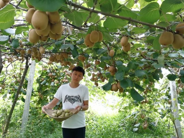 红心猕猴桃多少度的最好喝,红心猕猴桃特别小还特别甜