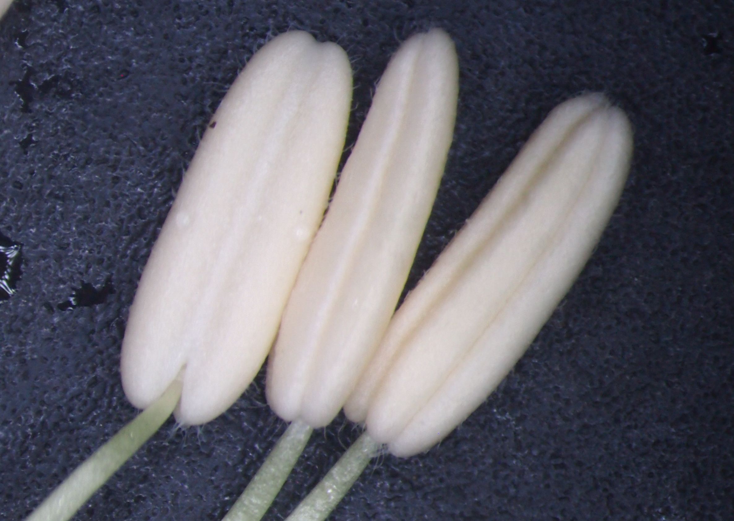 曼陀罗和白喇叭花,大花曼陀罗喇叭视频