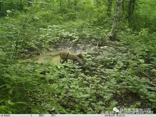 探秘黑河森林公园,黑河森林公园野生动物