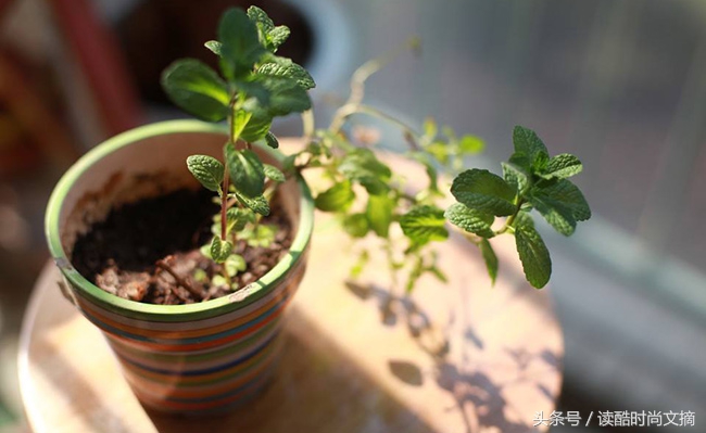 夏天吃薄荷有啥好处,薄荷有哪些你想不到的功效