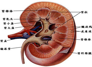 泌尿系统反复感染会导致肾衰竭吗,泌尿系统反复感染怎么治疗彻底