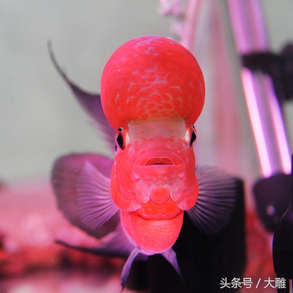 养鱼笔记新手入门教程,养鱼老道罗汉鱼饲养技巧