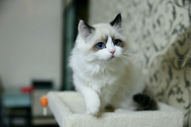 猫咪呕吐白色黏液是怎么回事,猫咪呕吐的原因及处理方法