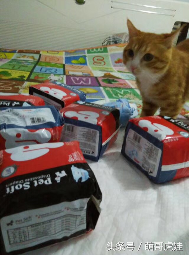 小猫尿床穿纸尿裤,宠物猫老是尿床