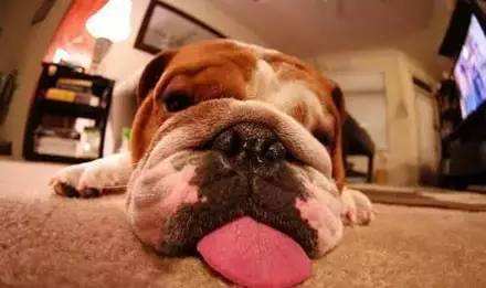 天热狗狗不喝水怎么办,天热狗狗不吃