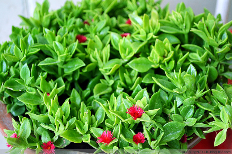 注意3点，半死不活的牡丹吊兰也可以救活