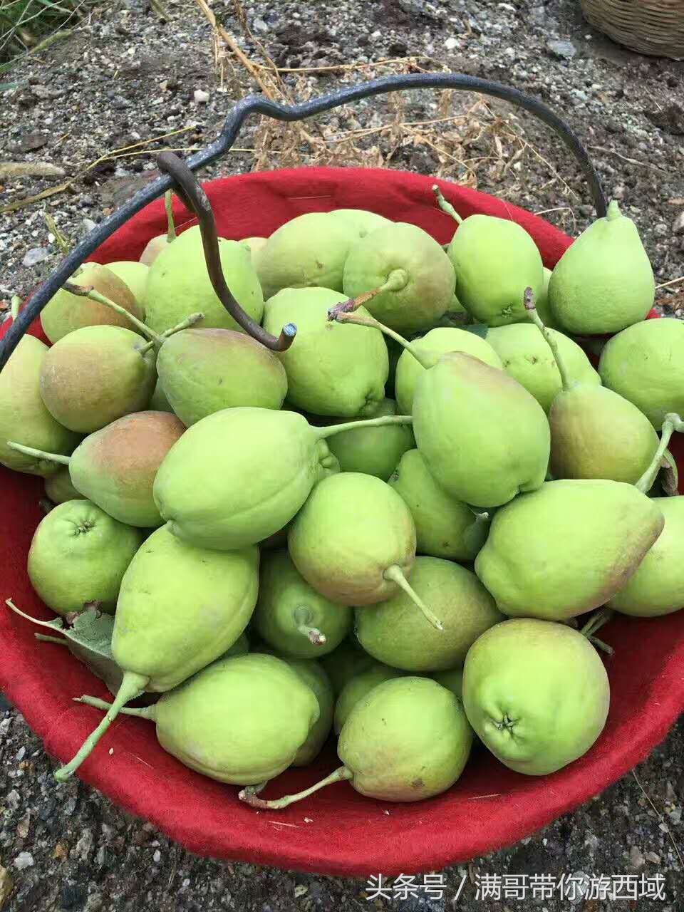 库尔勒香梨熟了！古尔邦节假期去库尔勒采香梨吧！只要4元每公斤