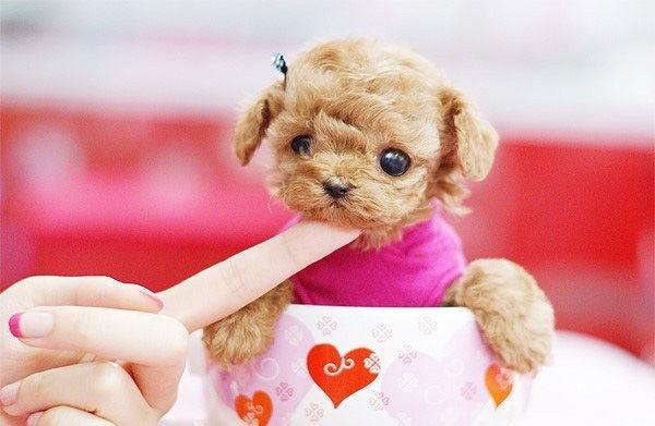 茶杯犬要怎么养,茶杯犬怎么样养