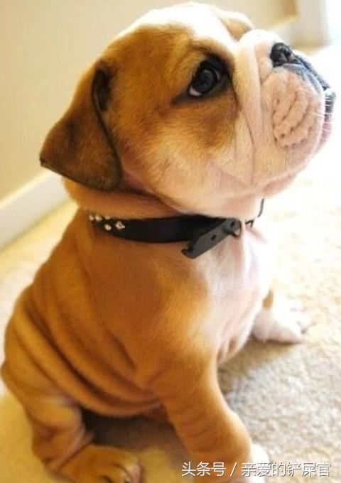 狗狗太胖了怎么办好,狗狗太胖会影响怀孕吗