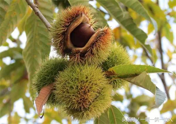 孕妇吃栗子好吃吗,秋天吃栗子的好处