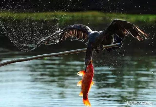 为什么品牌浮漂价格悬殊,现在做工好点的浮漂品牌